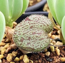 T26 珍奇植物 チレコドン 新品種 Tylecodon occultans亜種2株同梱 _画像3