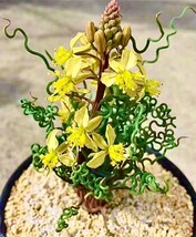V26 珍奇植物 トラキアンドラ Trachyandra sp Kliprand WC 3株同梱_画像1