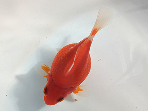 ★らん弐ちゃんファーム★│329│　玉サバ　当歳魚　約9.5cm　雄