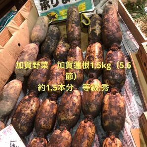 加賀野菜　加賀蓮根1.5kgＬサイズ（約1.5本）等級:秀