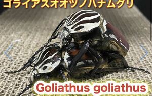 Goliathus goliatus goliatus ゴライアスオオツノハナムグリ　三齢幼虫 3匹セット 種親　67×60 ゴライアスゴリアテス