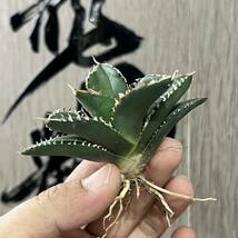  【龍園觀】No.61 特選 アガベ 多肉植物 チタノタ 狼人 強棘 極上株_画像3