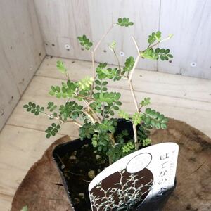 小さな木　メルヘンの木　ソフォラ　リトルベイビー　観葉植物