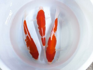 錦鯉　３匹セット　紅白　約１８〜２０センチ　赤強め 　写真現物
