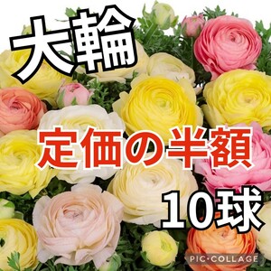 【10球】ラナンキュラスワンダーランド『クリームシェード』色鮮やかな大輪♪　送料110円〜