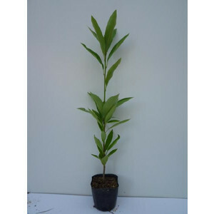 マテバシイ 樹高0.5m前後 10.5cmポット （20本セット）（送料無料） 苗 植木 苗木 庭