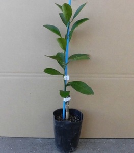 レモン クックユーレカ 樹高0.5m前後 15cmポット （40本セット）（送料無料） お手軽にベランダでも 植木 苗木 庭