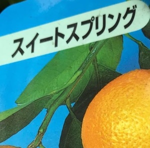 スイートスプリング 樹高0.5m前後 15cmポット （20本セット）（送料無料） お手軽にベランダでも 植木 苗木 庭