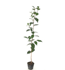 ヤブツバキ 樹高0.8m前後 10.5cmポット （20本セット）（送料無料） 苗 植木 苗木 庭