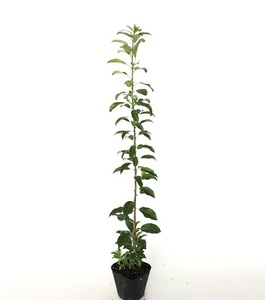 ソヨゴ 樹高0.5m前後 10.5cmポット （150本セット）（送料無料） メス木 苗 植木 苗木 庭