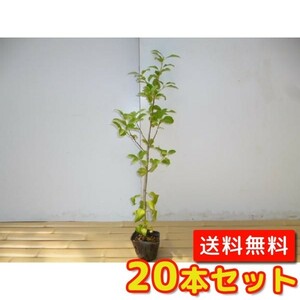 ソヨゴ 樹高0.3m前後 10.5cmポット （20本セット）（送料無料） メス木 苗 植木 苗木 庭