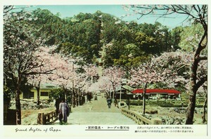 大分 別府 ケーブル楽天地 桜満開 カラー