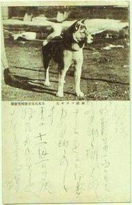 秋田 秋田マタギ犬 日本犬