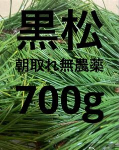 即購入可　即日発送　岡山県　黒松　枝付き松葉　生葉　無農薬　松の葉