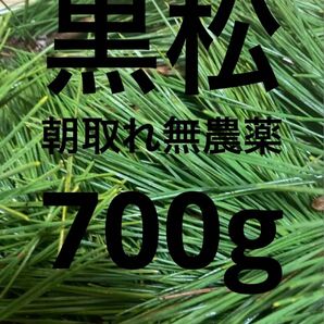 即購入可　即日発送　岡山県　黒松　枝付き松葉　生葉　無農薬　松の葉