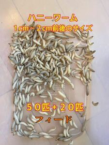 【フィード】ハニーワーム５０匹+２０匹(1cm〜2cm前後の小さ目サイズ)