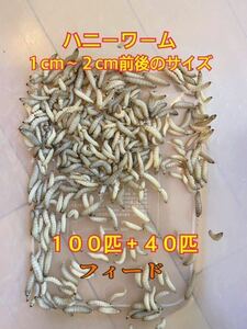 【フィード】ハニーワーム１００匹+４０匹(1cm〜2cmの小さ目サイズ)