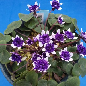 雪割草　「藍の瞳」県の大会銀賞受賞花で御座います。雪割草鉢3.3号植えです。
