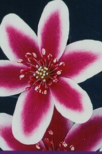 山野草　雪割草　「天王星」赤白覆輪の美花で御座います。雪割草鉢3.5号植えで御座います。
