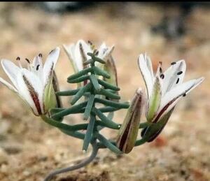 【578】珍奇植物希少南ア 冰玉エリオスペルマム アフィルム Eriospermum aphyllum 全て開花株