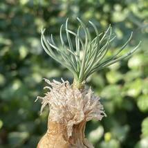 【265】貴重植物 現地株 ゲチリス　グランディフローラ Gethyllis grandiflora ゲチリス界のヘルメス_画像3