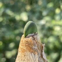 【282】ブルンスビギアストリアータ（Brunsvigia striata）1株 2cm_画像4