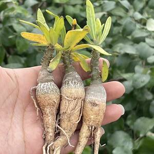 【360】Pachypodium succulentum パキポディウム　サキュレンタム 天馬空 3株