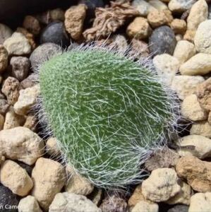 【574】発根済み！球根南アフリカ球根植物】Eriospermum sp エリオスペルマム sp 珍奇 植物 