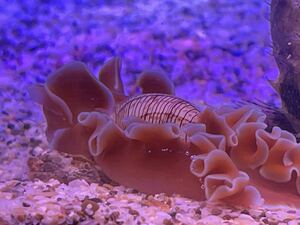 【ミスガイ１匹】殻２.５-３cm± 本体長さ４cm± 海水魚 貝 ウミウシ属 珍しく水槽で飼えるウミウシです！半透明レースのヒラヒラが美しい