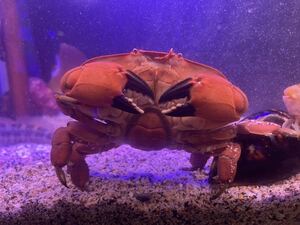 【ホシマンジュウガニ1匹】甲長８.７cm± 海水魚 カニ 可愛い海水魚 マンジュウガニ マリンアクアリウム