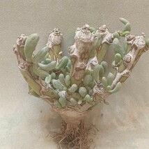 Y613 塊根植物 多肉植物 Othonna clavifolia オトンナ クラビフォリア 特選 極上大株 _画像1