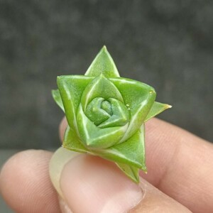 Y681 多肉植物 アガベ ピンキー 王妃笹の雪A型錦 白覆輪斑 精選 稀少子株 