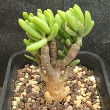 Y686 珍奇植物 貴重植物 tylecodon decipiens 特選 極太株_画像4