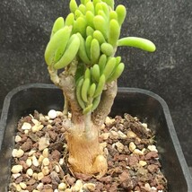 Y686 珍奇植物 貴重植物 tylecodon decipiens 特選 極太株_画像3