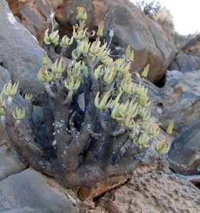 Y264 球根植物 貴重植物 チレコドン　ハリイ　エケセチェンフォンチェイン Tylecodon hallii, n of Eksteenfontein 極上1株