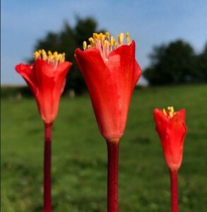 Y261 珍奇植物 球根植物 Haemanthus crispusハエマンサス クリスパス 3株セット