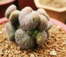 Y270 球根植物 チレコドン 新品種 Tylecodon occultans 亜種 希少株 特選5株セット_画像1