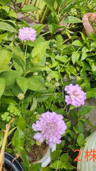 松虫草 スカビオサ 茶花 (2株)