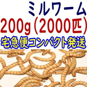 ミルワーム 生き餌２００g （約2000匹）+ α（宅急便コンパクト発送）