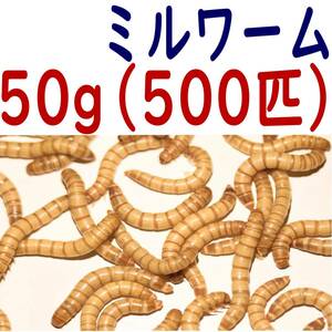 活 ミルワーム (生き餌)５０g + α