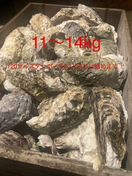 牡蠣殻　水質改善　ph調整　濾過材　ろ材　11～14kg 250〜300枚ほど　最安価 送料込み　メダカ　鯉　錦鯉　熱帯魚　金魚　ビオトープ