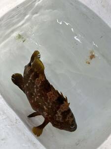 キジハタ　アオハタ　15-25センチくらい　生体　海水魚　ペット