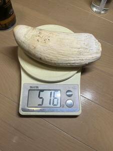 鯨歯　516g マッコウ鯨　抹香鯨　ウニコール　東洋彫刻　根付素材　原木　材料　1