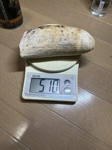 鯨歯　510g マッコウ鯨　抹香鯨　ウニコール　東洋彫刻　根付素材　原木　材料　2