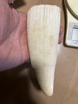 鯨歯　258g マッコウ鯨　抹香鯨　ウニコール　東洋彫刻　根付素材　原木　材料　3_画像3