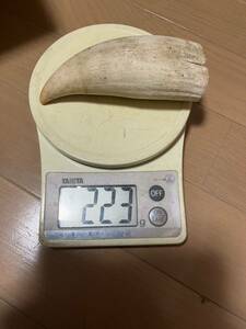 鯨歯　223g マッコウ鯨　抹香鯨　ウニコール　東洋彫刻　根付素材　原木　材料　8