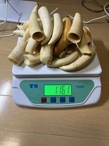 鯨歯　1161g マッコウ鯨　抹香鯨　ウニコール　東洋彫刻　根付素材　原木　材料　15 まとめて　ミニ牙　青森県産