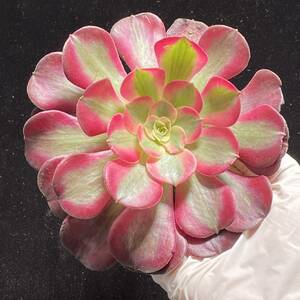 20株　A6多肉植物 エケベリアメデューサ　　超美苗 サボテン 観葉植物 花 園芸　レア種 01