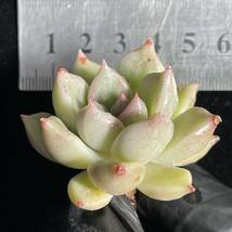 35株 H56-3多肉植物 エケベリア キラ光ル 超美苗 サボテン 観葉植物 花 園芸　レア種 _画像3