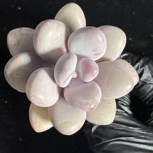 24株 H112-1多肉植物 エケベリア 桃の卵 超美苗 サボテン 観葉植物 花 園芸 レア種